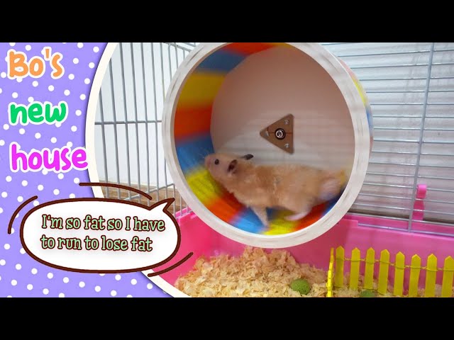 🌈 Pretty Cage! 🐹 Bo's New Home! 🏡 | Hamster Cage | DIY Miniature