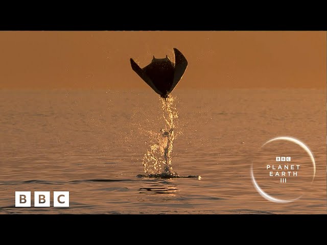 Planet Earth III is HERE! 🌍 | Official trailer - BBC