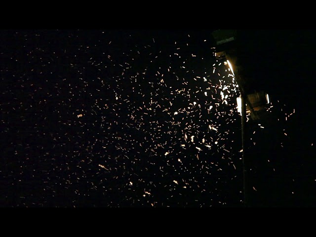 Hot Night With Insects