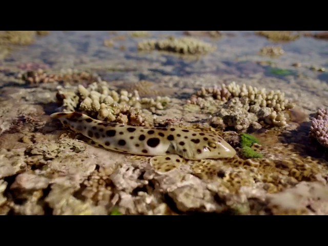 The walking shark - Great Barrier Reef with David Attenborough: Episode 3 Preview - BBC One