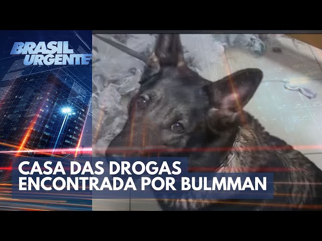 Capitão Anderson fala sobre casa das drogas encontrada por Cadela Bulmman | Brasil Urgente