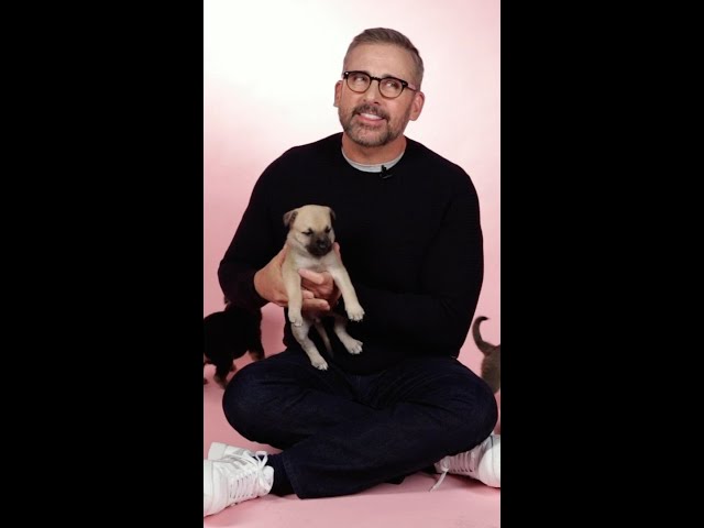 Steve Carrell getting puppy nibbles #stevecarrell #puppyyinterview