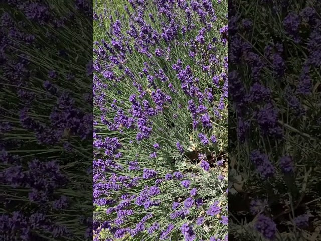 Bees In Lavender