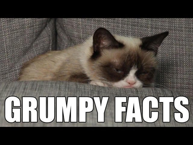 Grumpy Cat Responds to Your Comments | #5facts