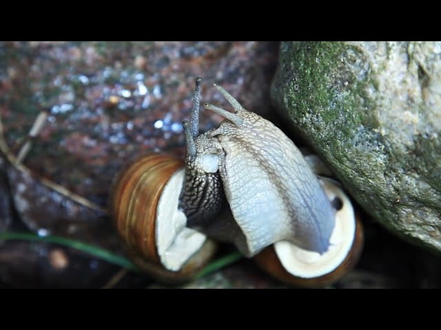 Slow Communication (Snail life 4 x faster!)