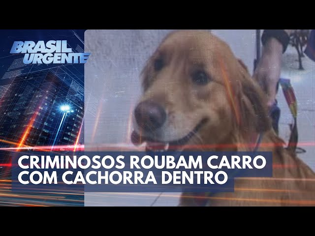 Criminosos roubam carro com cachorra dentro de veículo | Brasil Urgente