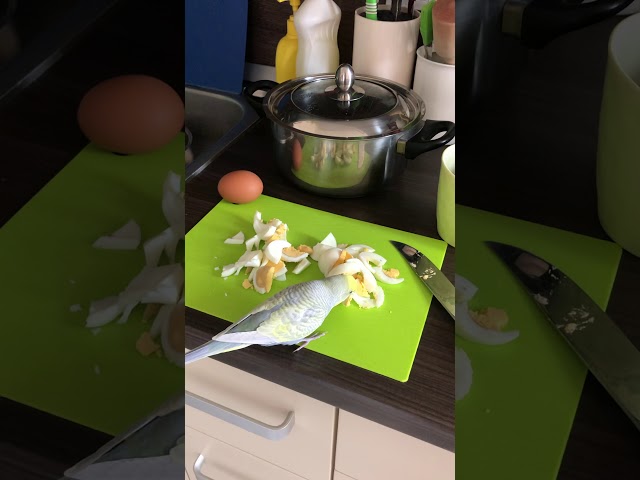 Волнистый попугай Кеша ест вареное яйцо