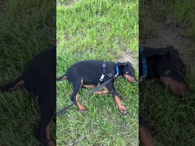 Narcoleptic Dog Who Cannot Contain Excitement Falls Asleep During Walks