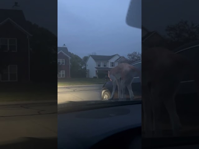 Monkey on The Loose Climbs Atop Woman's Car