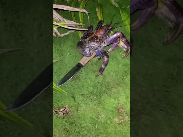 Camper Finds Crab Stealing His Knife