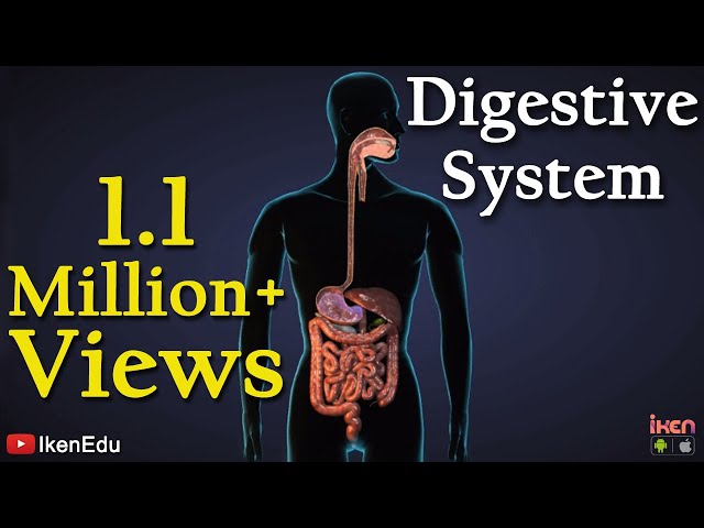 Digestive System | iKen | iKen Edu | iKen App