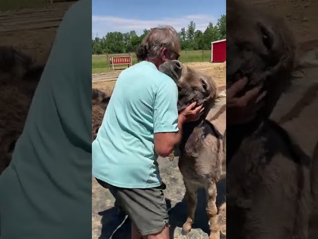 Blissed Out Donkey Quivers During Cuddle Session
