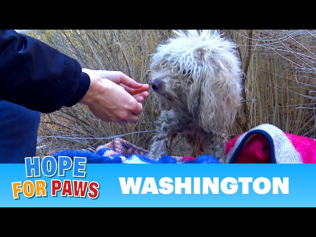 Badly injured stray poodle bites Hope For Paws rescuer and sends her to urgent care. #dog
