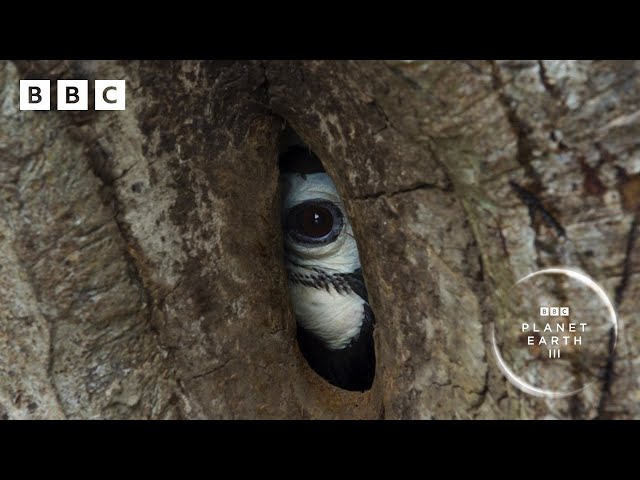 Devoted hornbill couple turn nest into fortress 🌳 | Planet Earth III- BBC