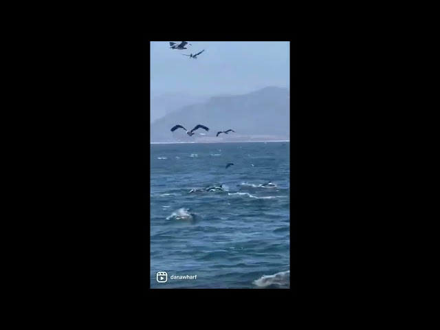 Dolphins and Birds 'Feast' in Unison in California Waters