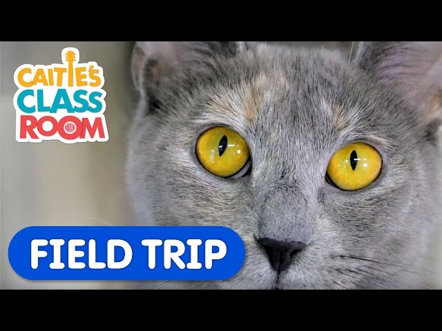 Learn How To Care For Pets! | Caitie's Classroom Field Trip | Animal Video for Kids