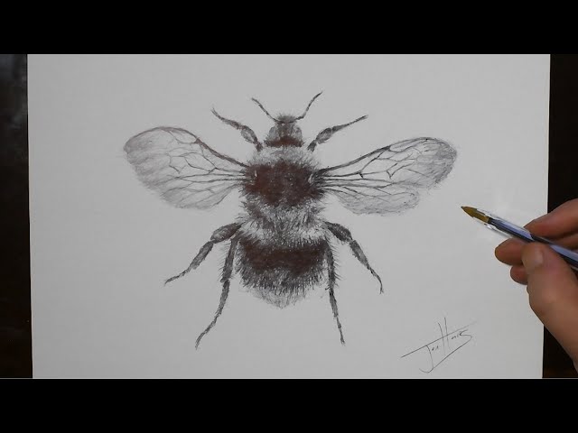How to Draw a Bee with a Biro Pen