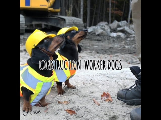 Construction Worker Wiener Dogs!