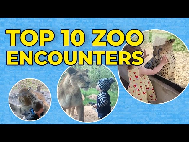 Top 10 Zoo Encounters