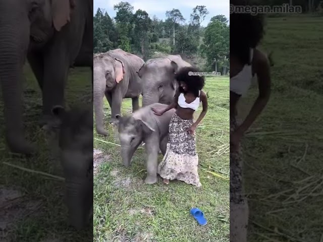 Playful Baby Elephant Almost Flattens Model