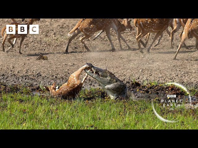 Crocodile attack at the watering hole 🐊 | Planet Earth III - BBC