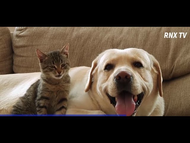 6 Tips to Help Dogs and Cats Get Along- RNX TV