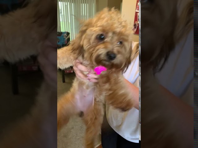 Yorkipoo Pup Can't Contain Her Excitement
