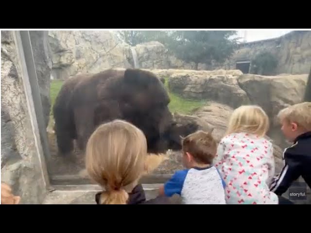 Bear Swipes at Kids From Behind Zoo Window