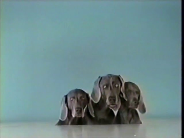 Sesame Street - William Wegman - Three Sliding Dogs