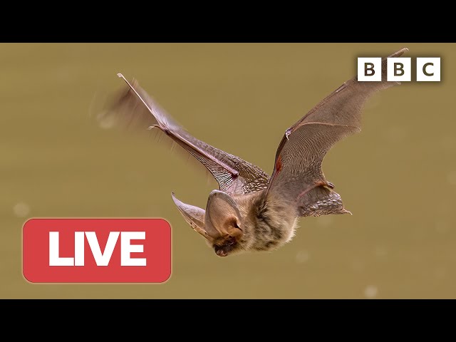 🔴 LIVE wildlife cameras 🦋 9 June 🌺 BBC Springwatch 2023