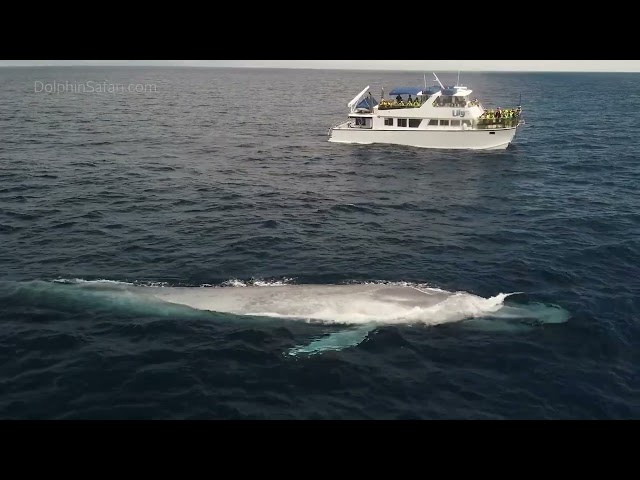 Blue Whale 'Mugs' Boat in California