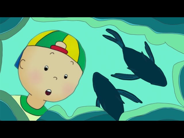 ★ Caillou Has Fun At The Rock Pools ★ Funny Animated Caillou | Cartoons for kids | Caillou