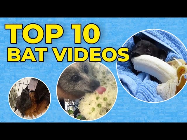 TOP 10 Bat Videos