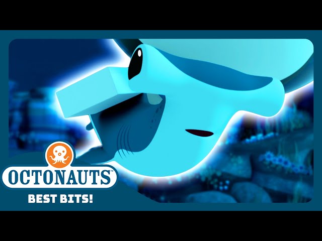 @Octonauts - ⛑️ Saving the Baby Hammerhead Sharks 🦈 | Season 3 | Best Bits! | Shark Awareness Day