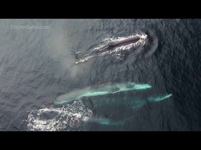 Spectacular Footage Shows Calf Among Pod of Fin Whales Off California Coast