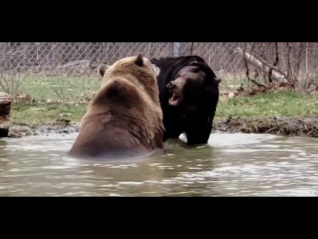 Smallest Bear of the Group Takes Charge at New York Sanctuary