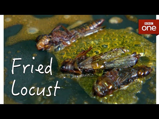 The best way to cook a locust - The Bug Grub Couple: Preview - BBC One