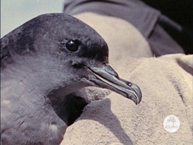 The Mutton Birds of Bass Strait (1956)