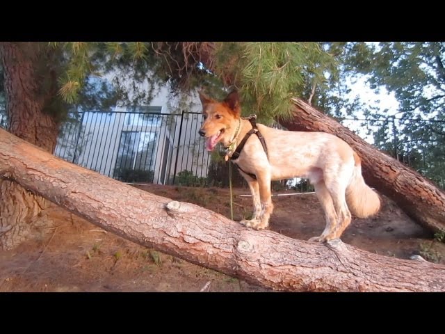 KARMA CLIMBS A TREE - March 4, 2013 - dailyBUMPS