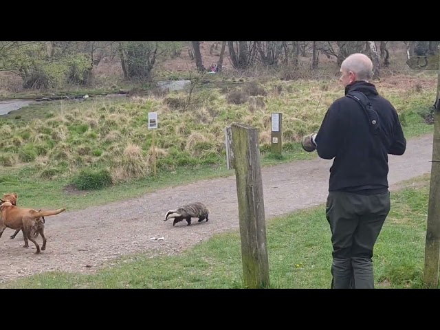 Badger Seen Chasing Dogs and People in Broad Daylight at UK Woods