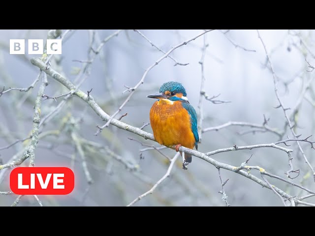 🔴 LIVE wildlife cameras 🦊 19 January ❄️ BBC Winterwatch 2024