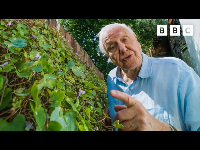 David Attenborough will make you think about weeds in a different light⁣ 🌱 The Green Planet - BBC