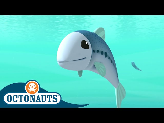 @Octonauts - The Sardine School | Full Episode 40 | Cartoons for Kids | Underwater Sea Education