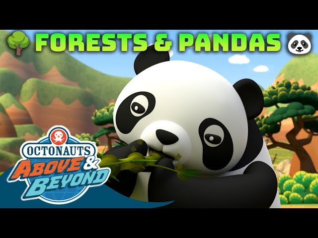 Octonauts: Above & Beyond - 🌳 Forests & Pandas 🐼 | Compilation | @Octonauts​