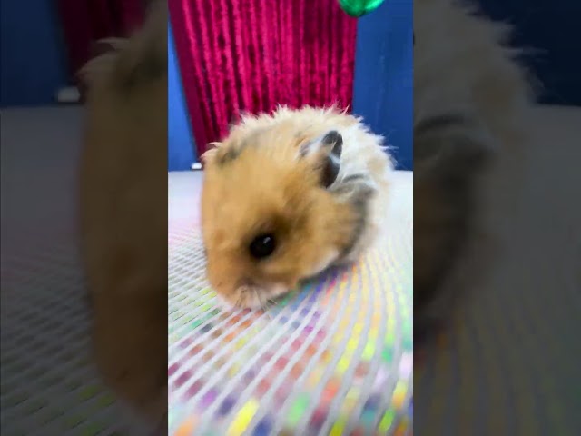 Chipi Сhipi Сhapa Сhapa Hamster 🐹 #hamster #chipichipi