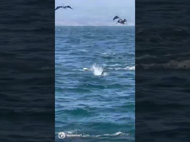 Dolphins and Birds Dive into California Water in Synchronized Movement