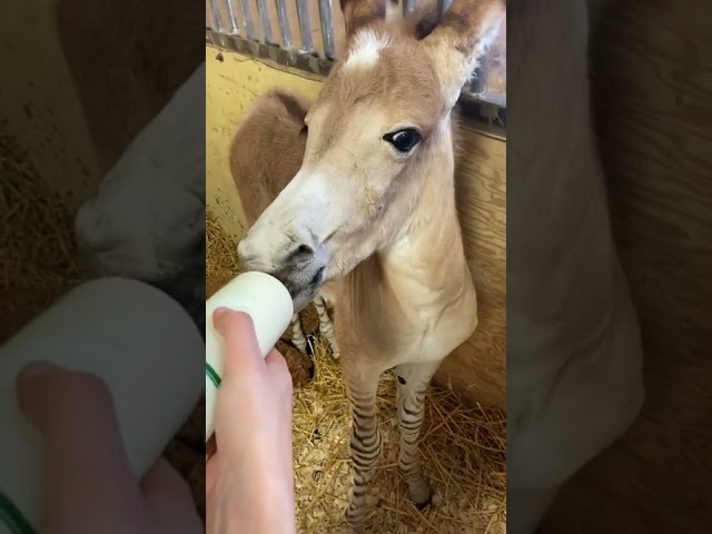 Adorable Rare Zonkey Born in Missouri