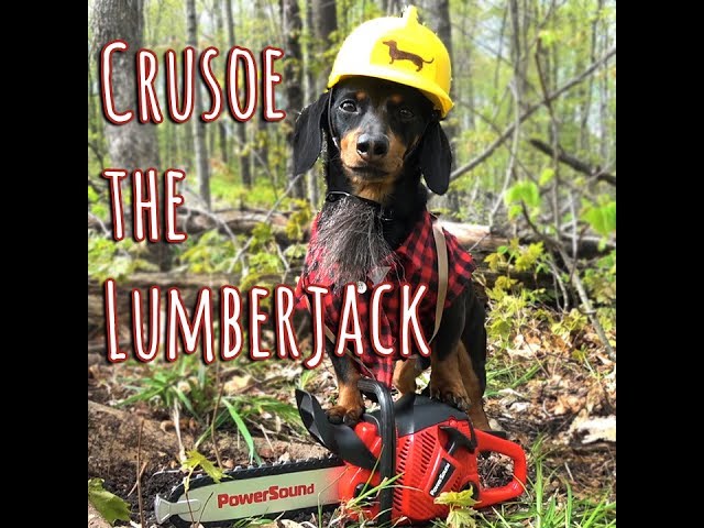 Crusoe the Lumberjack Wiener Dog