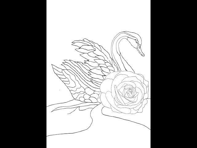 Swan rose