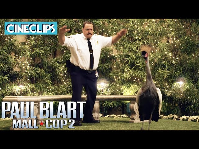 The Bird Fight | Paul Blart: Mall Cop 2 | CineClips